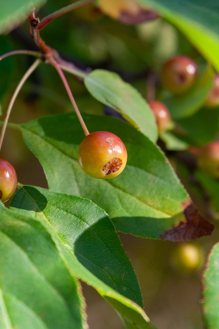 卡裏克以其 卡裏克以其